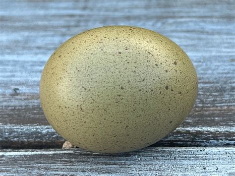 Olive Egger Hatching Eggs - Green Egg Laying Chickens – Az Chickens