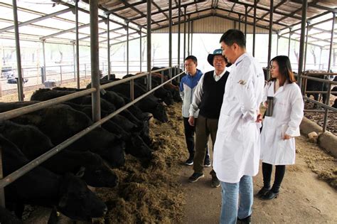 养牛场的选址和建筑布局 - 场舍建设 中国牛羊养殖网
