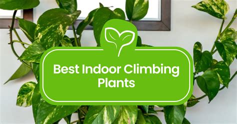 Best Indoor Climbing Plants: Top Picks for a Lush, Green Home - Plantilio
