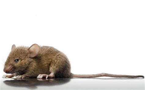 冬季灭鼠高效的新方法，灭老鼠公司带你了解_灭老鼠_除四害消杀灭虫网