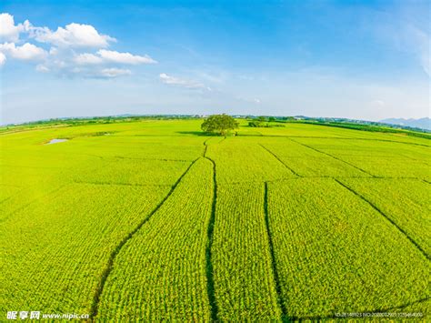 水稻的亩产是多少-百度经验