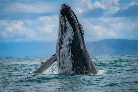Best Time For Whale Watching In Costa Rica