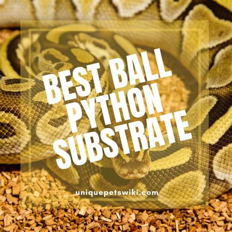 Image result for Ball Python Substrate