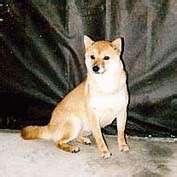 豆柴犬 成犬（メス）3 | 豆柴・極小豆柴犬専門ブリーダー 東京俵荘