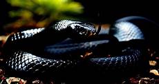 Black Mamba Wallpaper Iphone by Black Mamba Wallpapers Wallpaper Cave Black Mamba Wallpaper Iphone