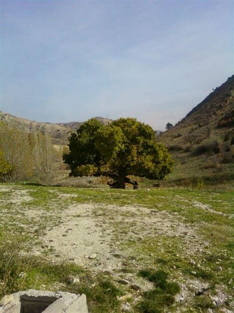 Ankara, Kazan İlçesi, Orhaniye Köyü - agaclar.net