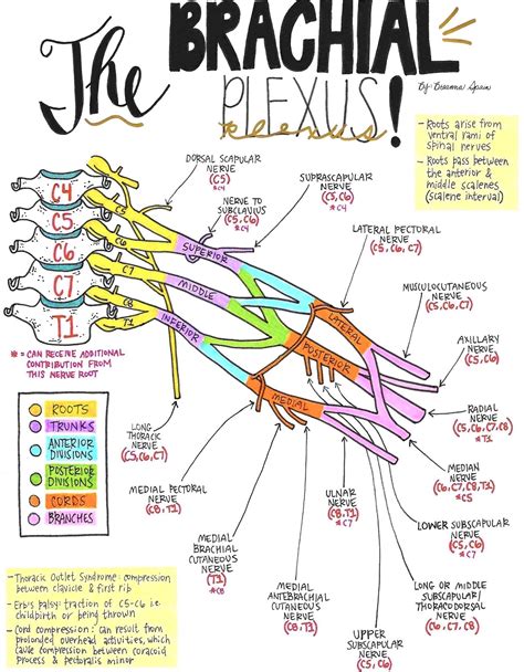 Simple Info About How To Draw A Brachial Plexus - Crowddrawing
