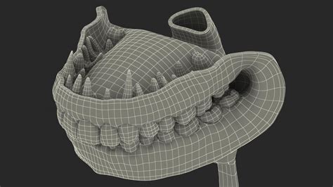 Complete Female Body Anatomy Fur 3D | 3D Molier International