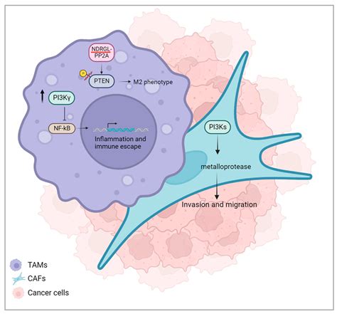 Decoding the Tumour Microenvironment: Molecular Players, Pathways, and ...