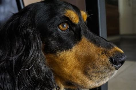 Image result for Laughing Tree Frog