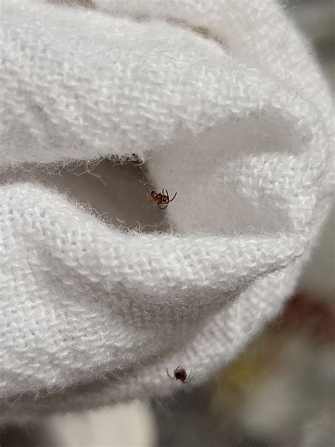 Are these baby black widows ? : r/whatisthisbug