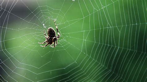 蜘蛛有多少种类 蜘蛛最怕什么动物（天敌是谁） - 致富热