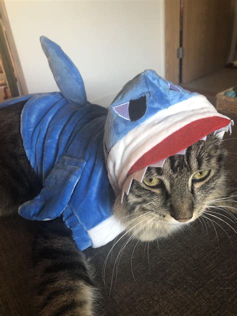 Shark Costume Kitten at Troy Musselman blog
