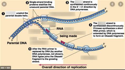 DNA Replication Structure 的图像结果