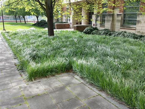 Liriope spicata Landscape Architecture, Landscape Design, Japanese ...