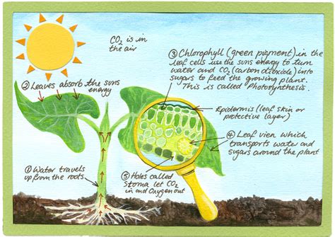 Plant 的图像结果