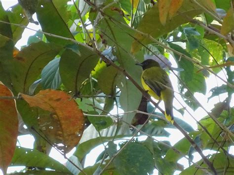Andaman Bulbul - eBird