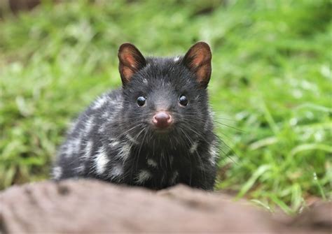 Eastern Quoll Distribution Map at Samuel Moysey blog