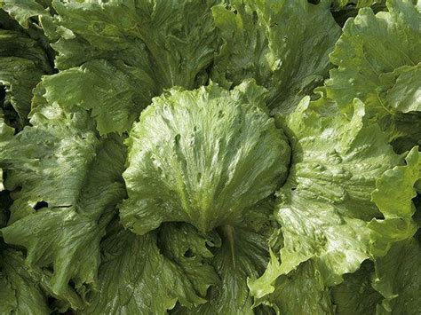 Buy Saula Lettuce (Enza Zaden) Seeds Online | Farmers Stop