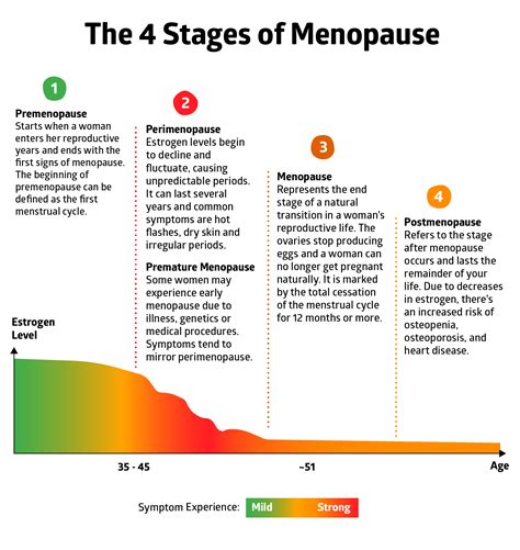 Phases Of Menopause