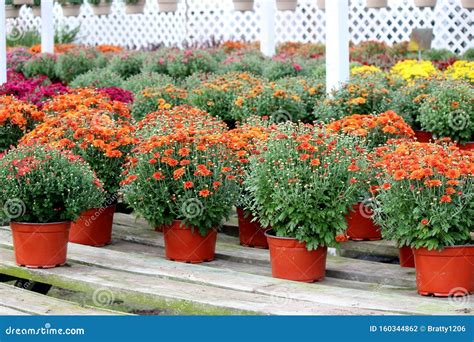 Rows of Hardy Mums and Aster Plants on Wood Shelves at Local Market ...