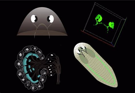 inStem team finds how colour-blind flatworms choose colours | Science ...