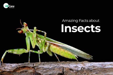 Top 13 Amazing Facts about Insects You should Know | HiCare – HiCare (A ...