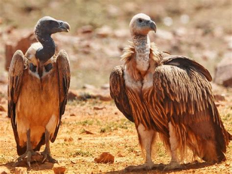 MP's Vulture population surpasses 12,000; doubles in 10 years