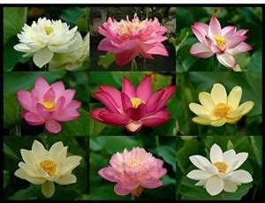 VibeX ™ VXI-1613 Water Lily Flower Plant Finest Viable Seed Price in ...