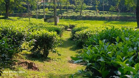 Finlay Tea Estate 1