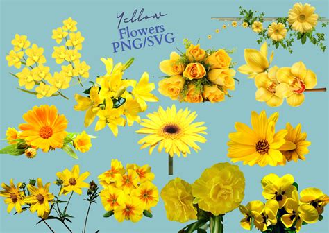 Types Of Yellow Flowers Names