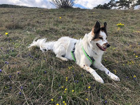 The Right Harness for Your Dog - FOUR PAWS International - Animal ...