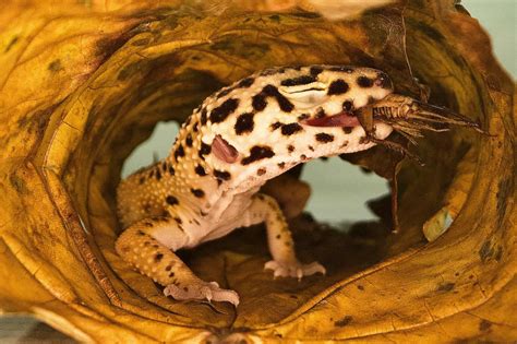 Leopard Geckos - A Complete Guide on Keeping Them as Pets - The Pet Savvy