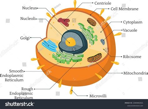 Eukaryotic Cells Diagram