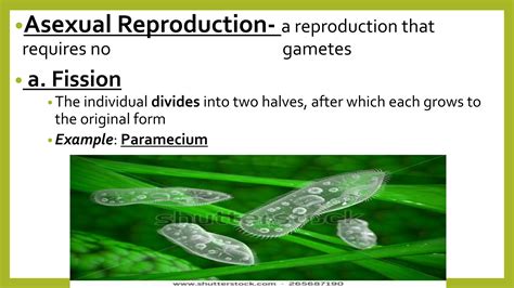 SEXUAL AND ASEXUAL REPRODUCTION IN PLANTS.pptx