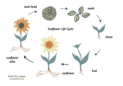 Sunflower Life Cycle