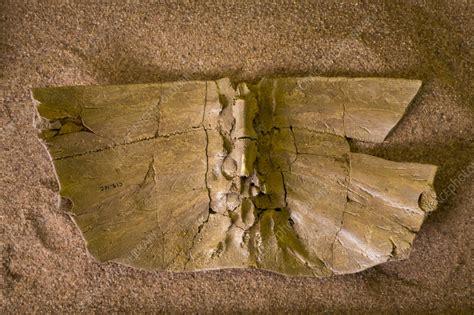 Image result for Round Shell Fossil