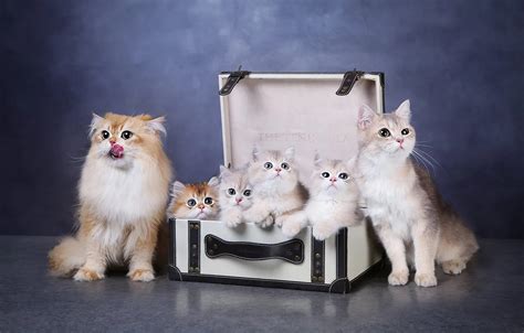 Wallpaper look, cats, pose, kittens, faces for mobile and desktop ...