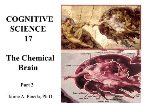 The Chemical Brain - UCSD Cognitive Science