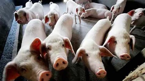 African swine fever outbreak reported in Kerala village