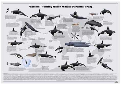 Killer Whale Species