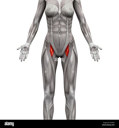 Adductor Brevis Origin And Insertion Adductor Longus Muscle Anatomy