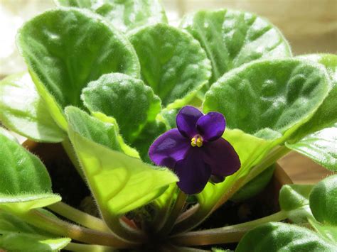 African Violets - One of the Most Popular Indoor Flowering Plants in ...