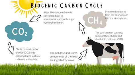 Stages of carbon cycle - cleanbatman