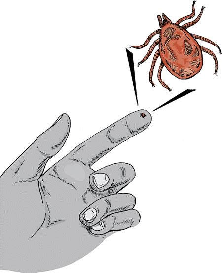 veterinary partner lyme disease