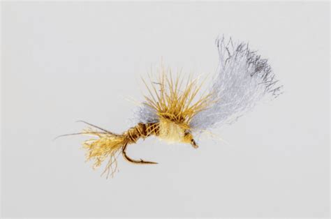 Image result for PMD Fly Pattern