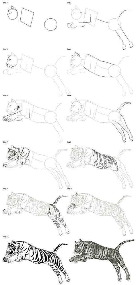 Image result for Tiger Drawing Tutorial