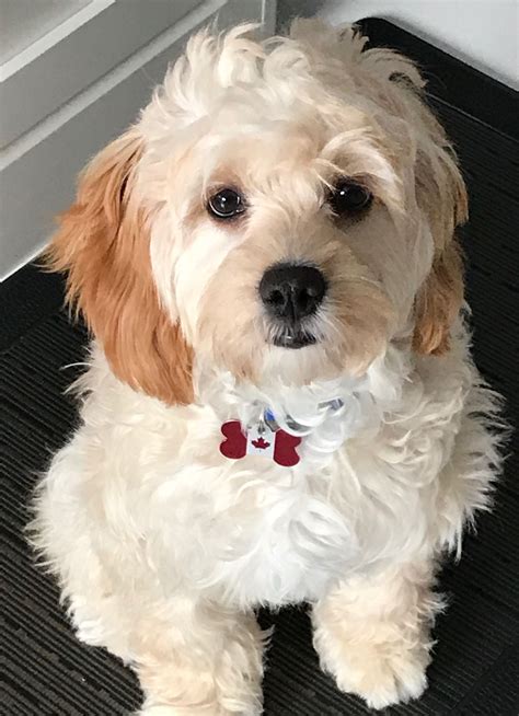 Image result for Cockapoo Terrier