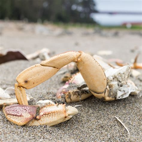 Why Dungeness Crab Legs Make the Perfect Gift for Seafood Lovers: Tips
