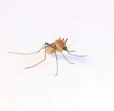 10 Fun Facts About Mosquitoes (2026)